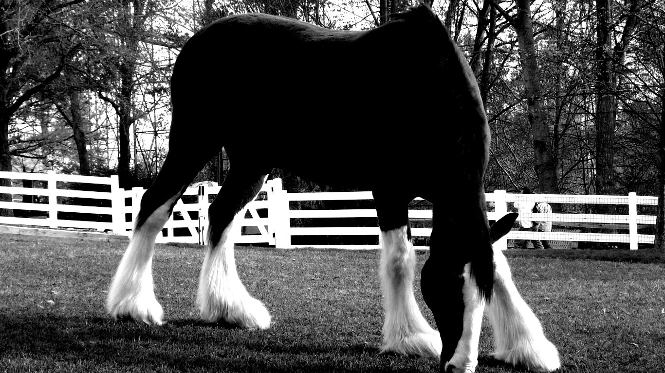 Лошадь с лохматыми ногами обои