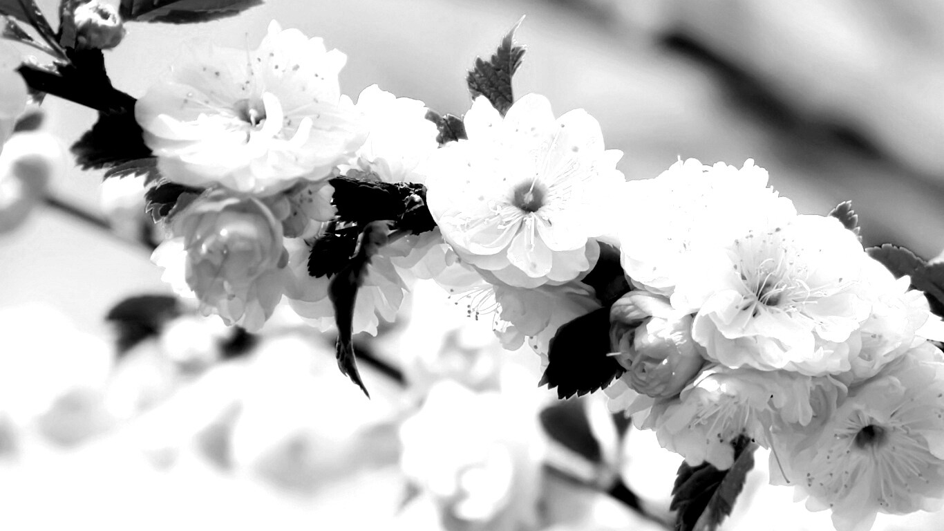 Ветка с цветами обои