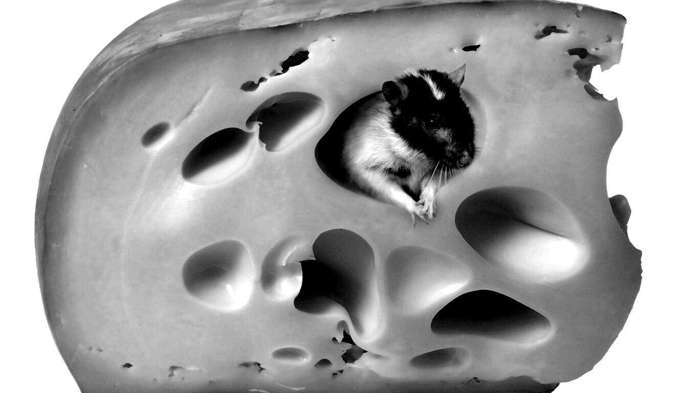 Мышка в сыре обои