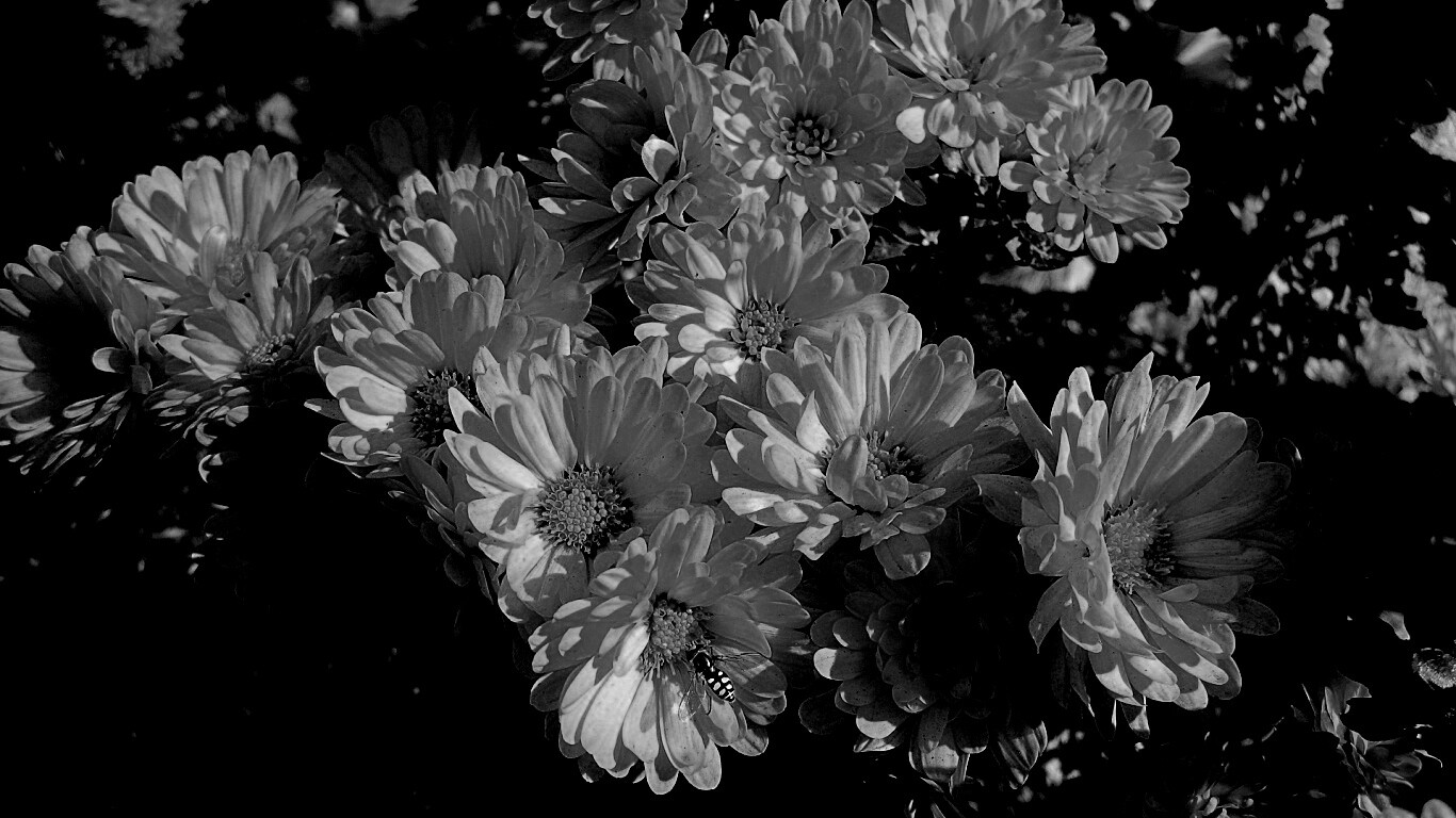 Оса на желтых герберах обои