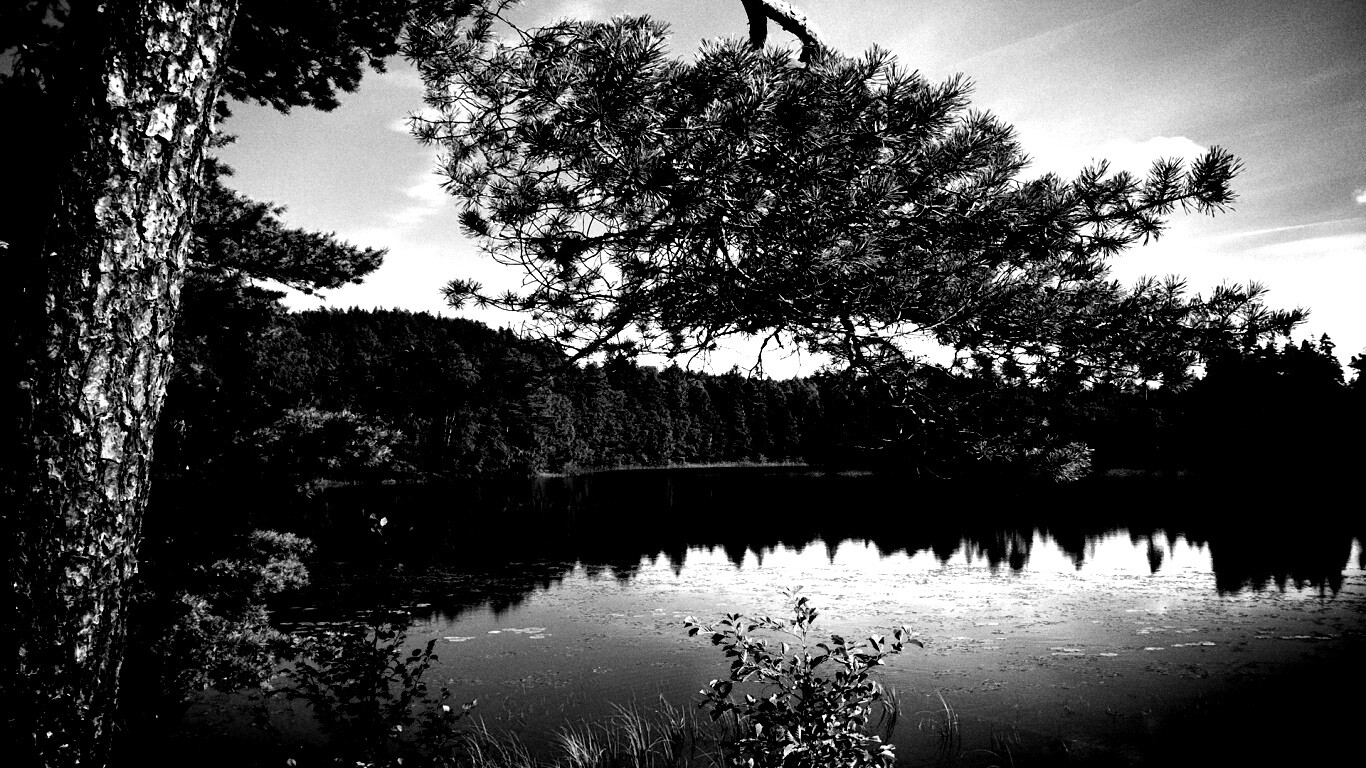 Ветка сосны над озером обои