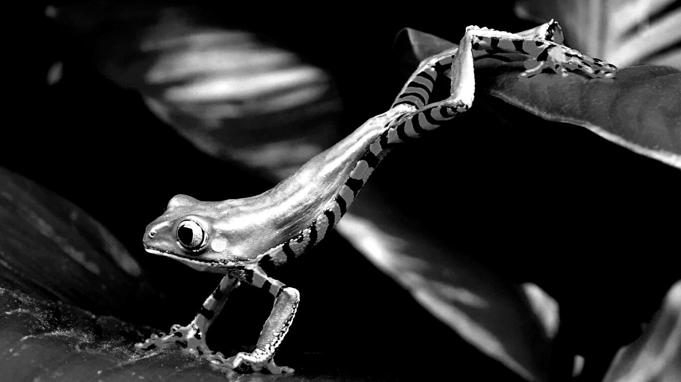 Лягушка переползает с листа на лист обои