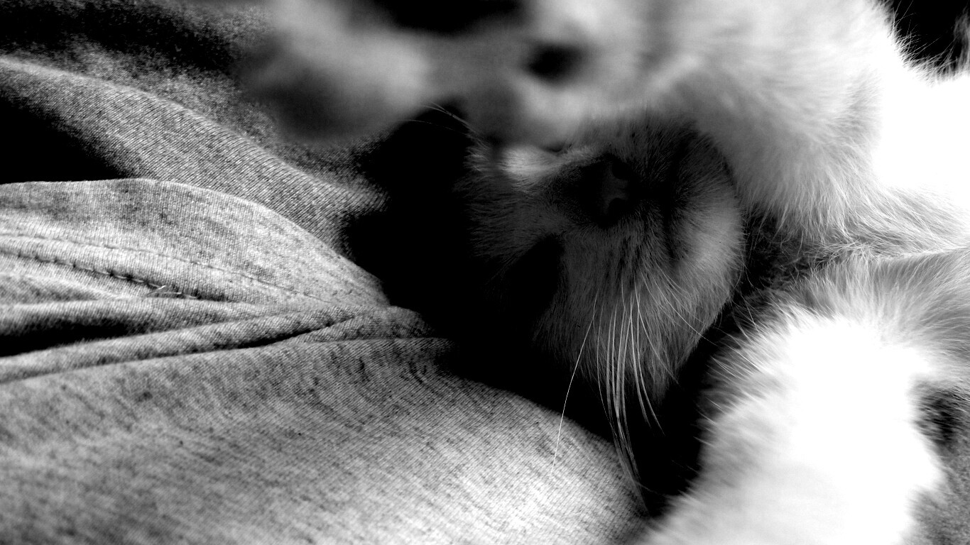 Кот фоткает сам себя обои