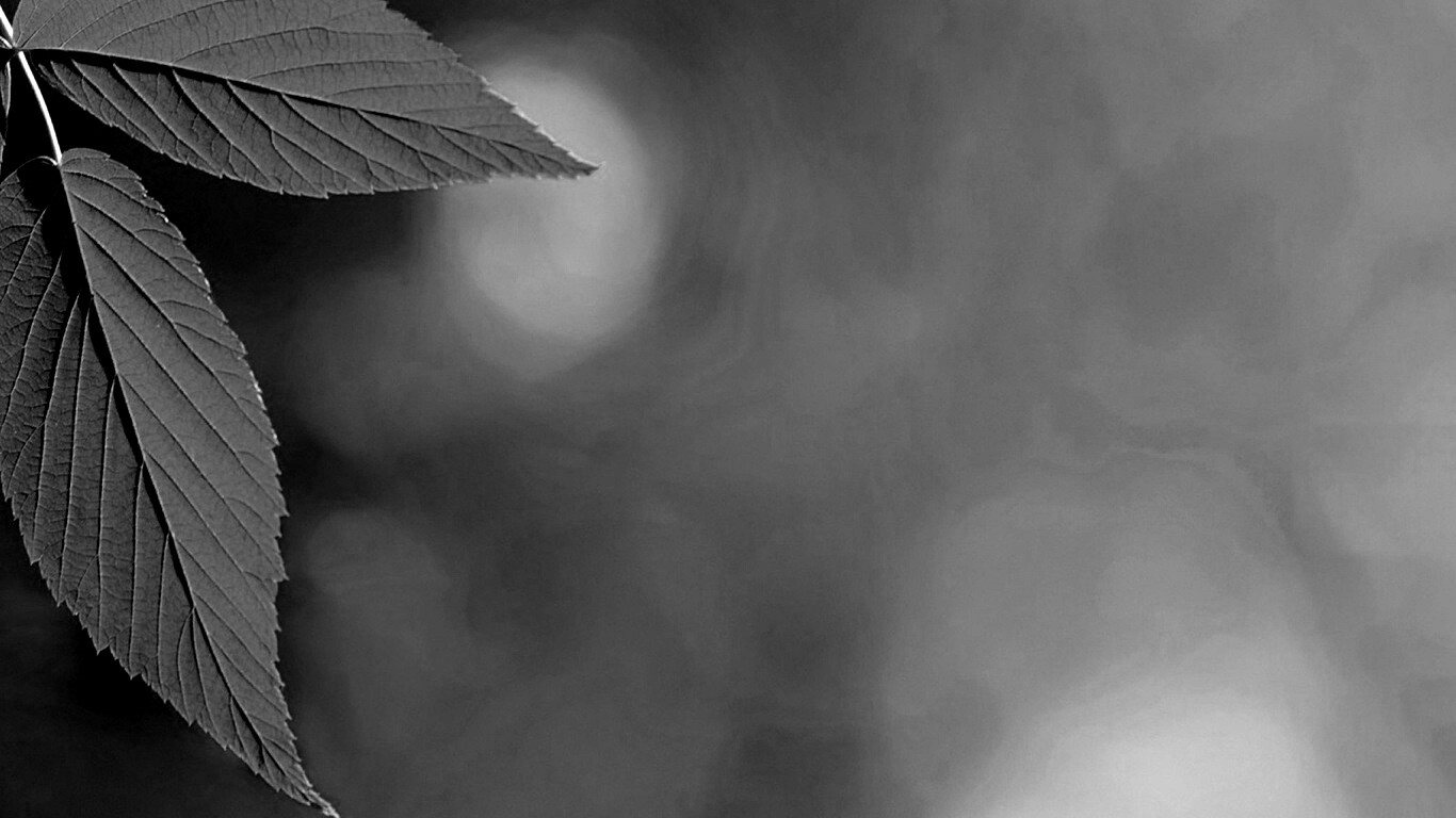 Два листа обои