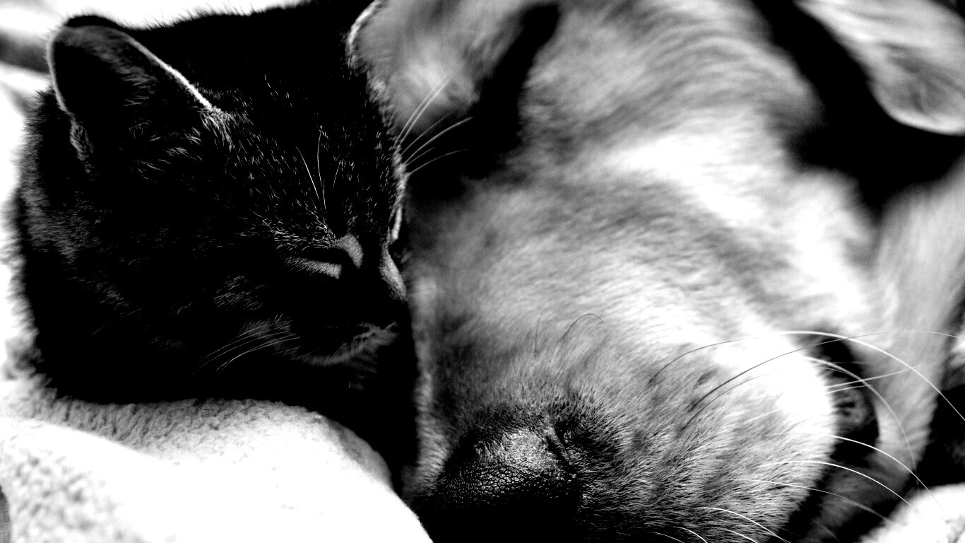 Кошка спит с собакой обои