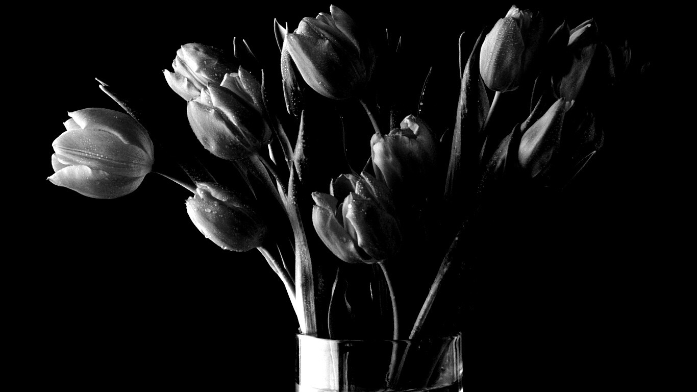 Букет тюльпанов обои
