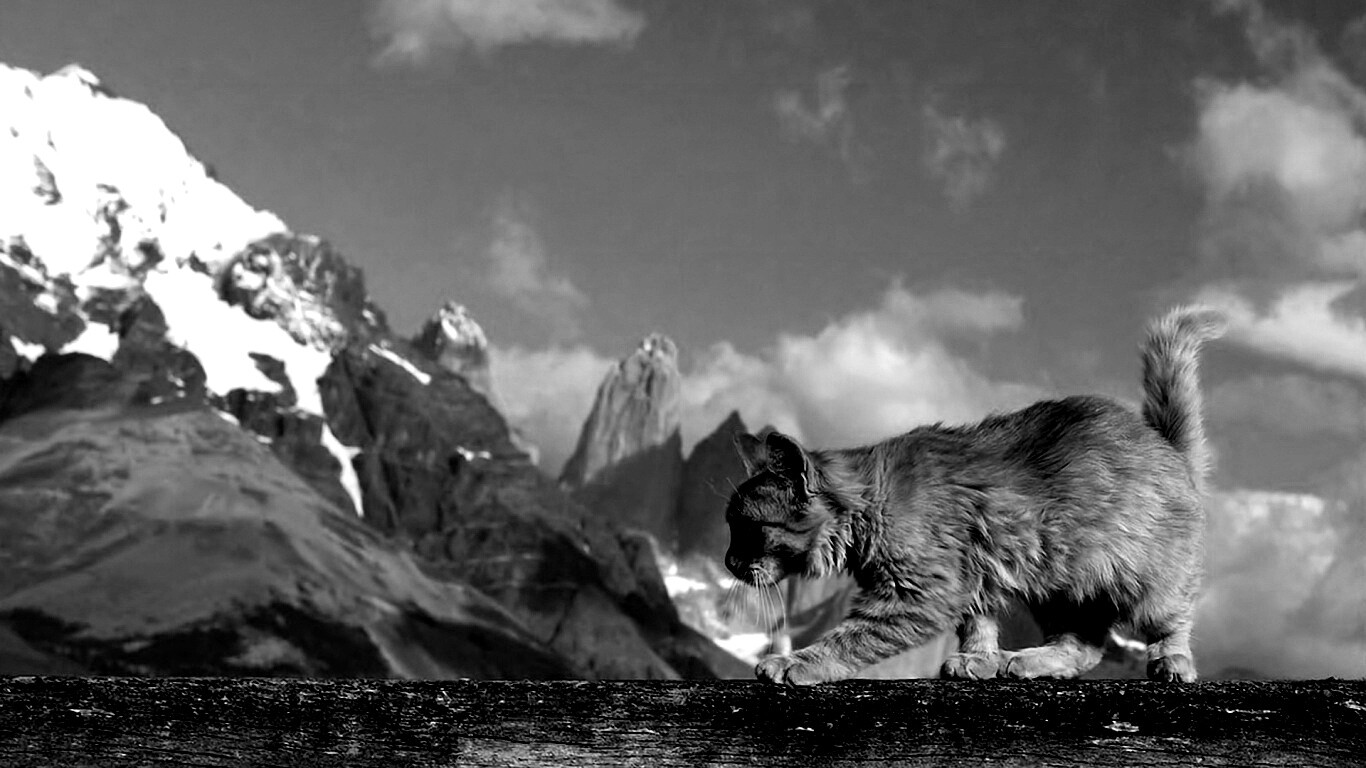 Рыжий котик в горах обои