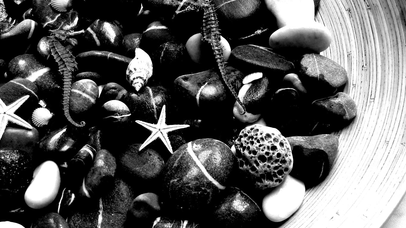 Морские камешки и фауна обои