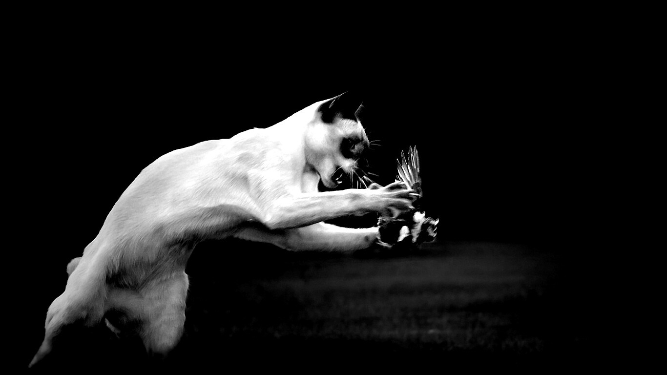 Кошка ловит птичку обои