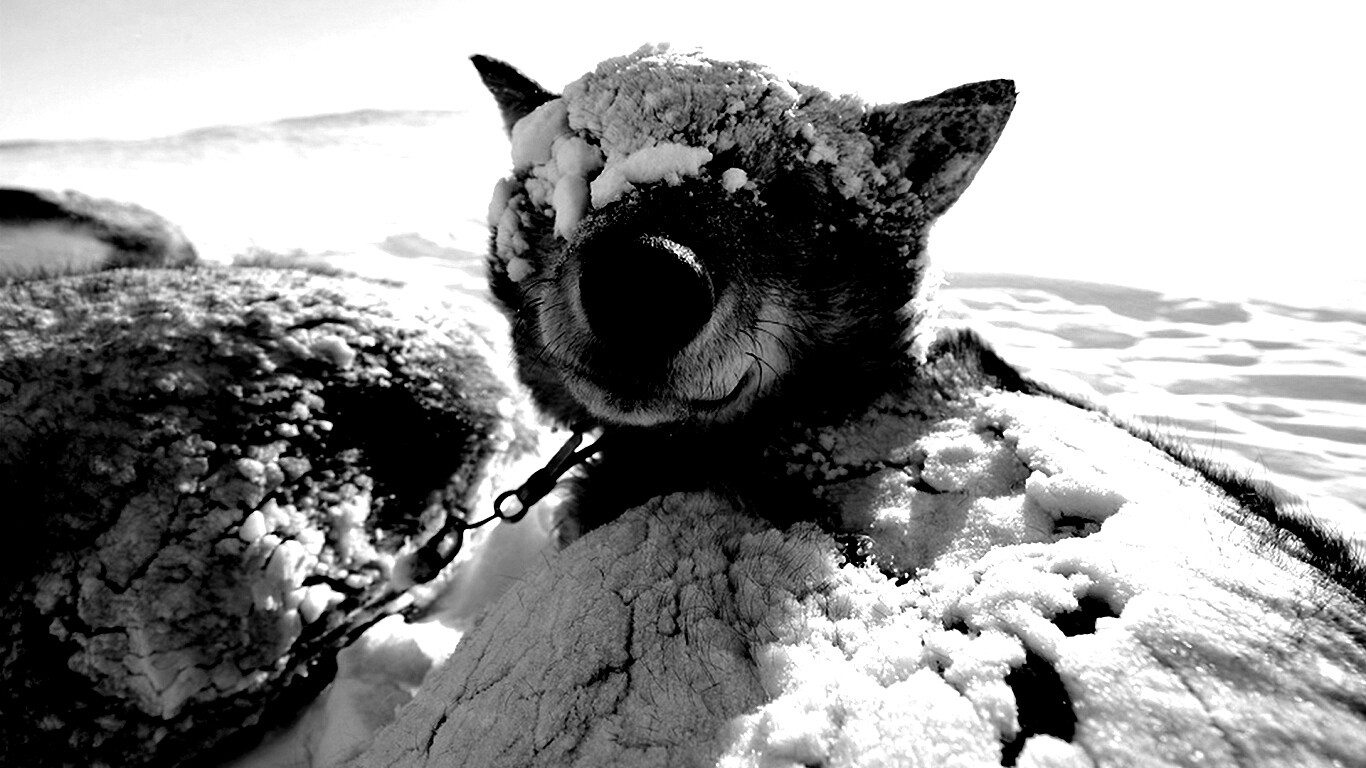 Собачка под снегом обои