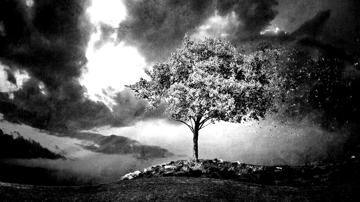 Одинокое цветущее дерево обои