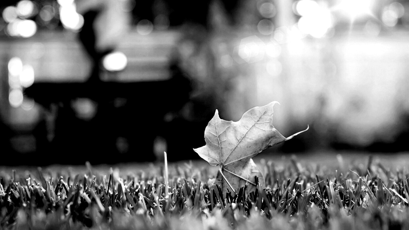 Зеленый лист на траве обои