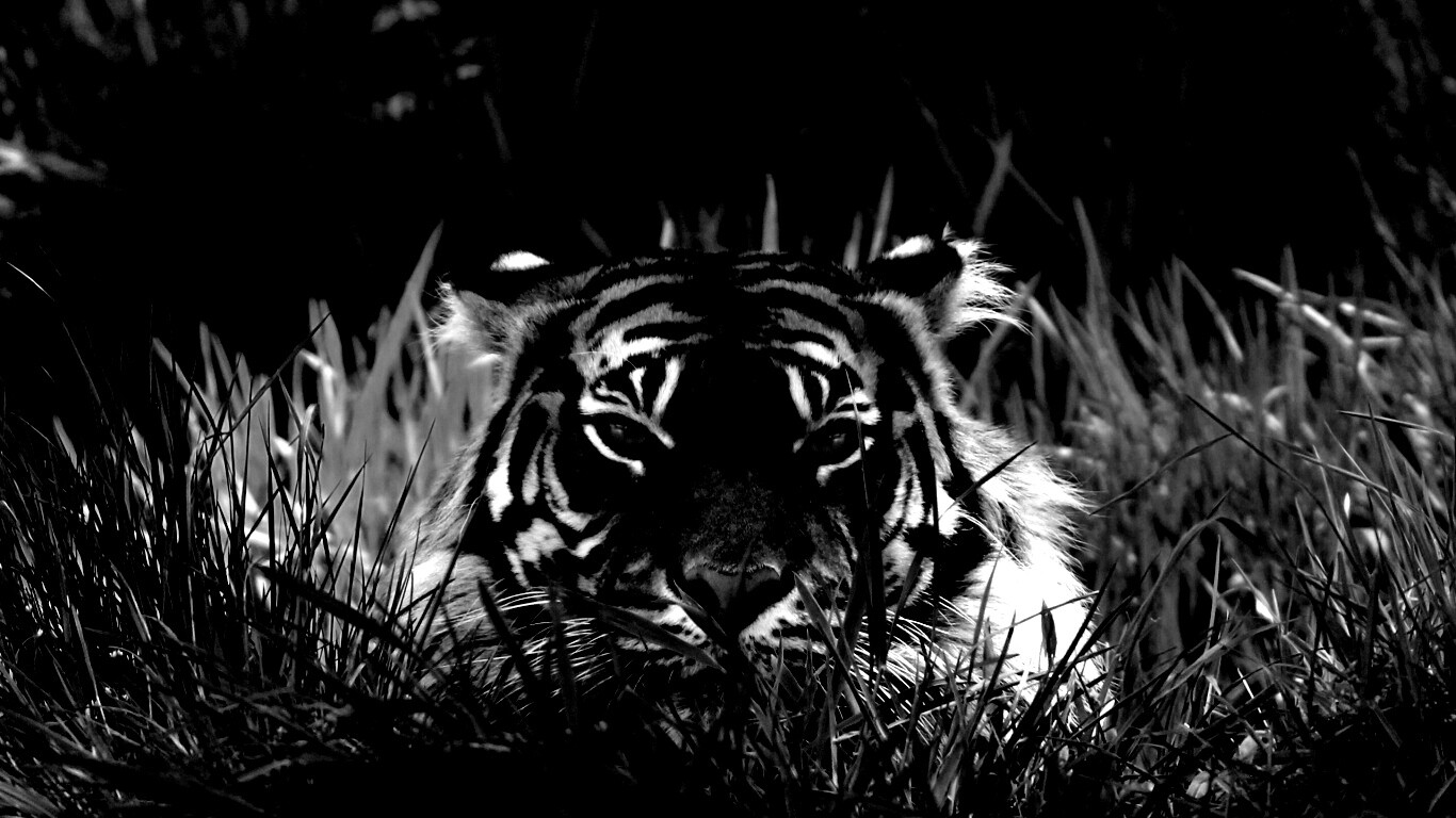 Морда тигра в траве обои