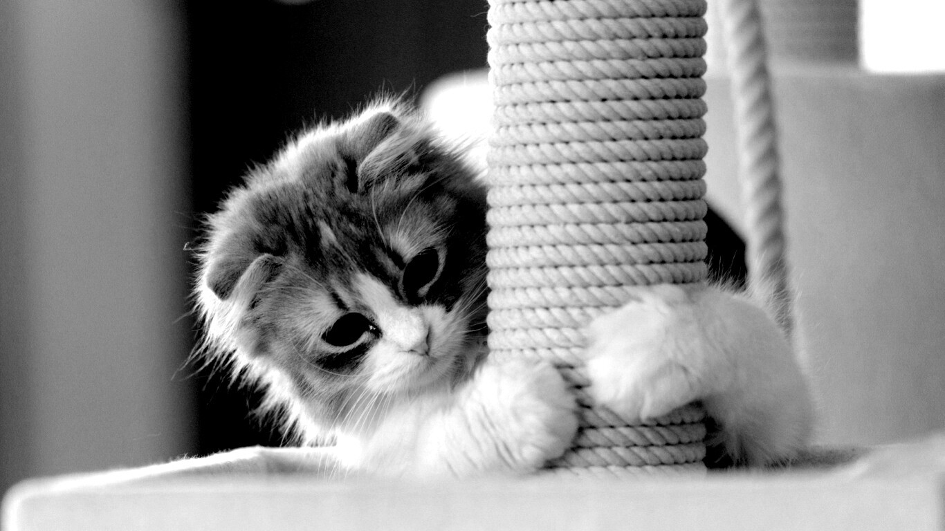 Пушистая кошка с когтеточкой обои