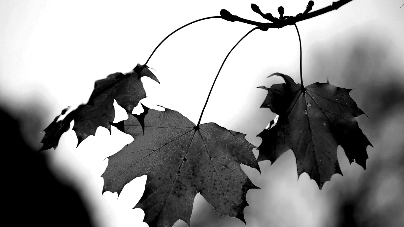 Покрасневшие листья клена обои