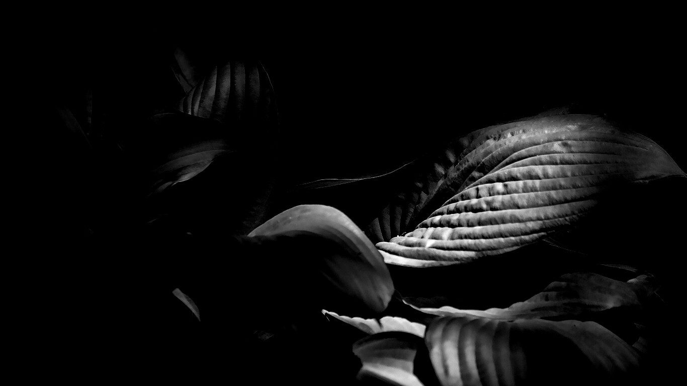 Хитросплетение зеленых листьев обои