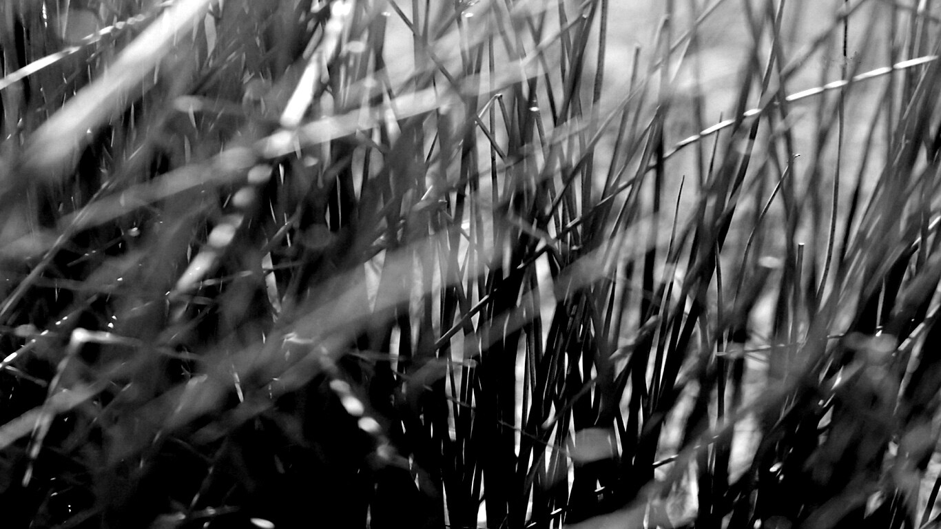 Высохшие травяные стебли обои