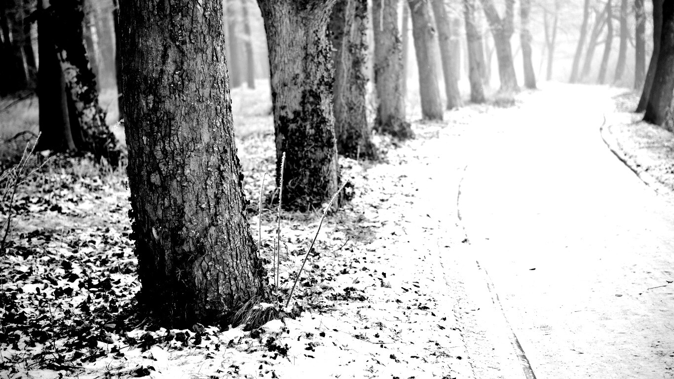 Дорога в зимнем лесу обои