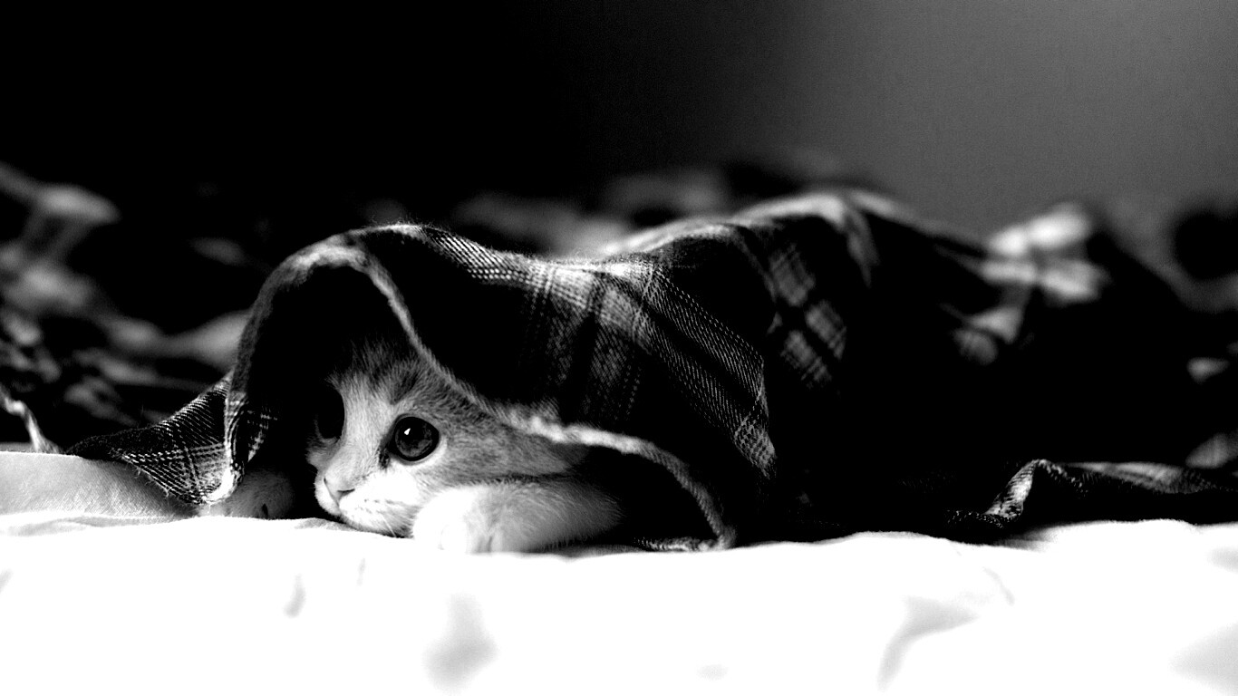 Котенок под одеялом обои