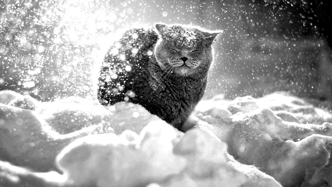 Британце в снегу обои