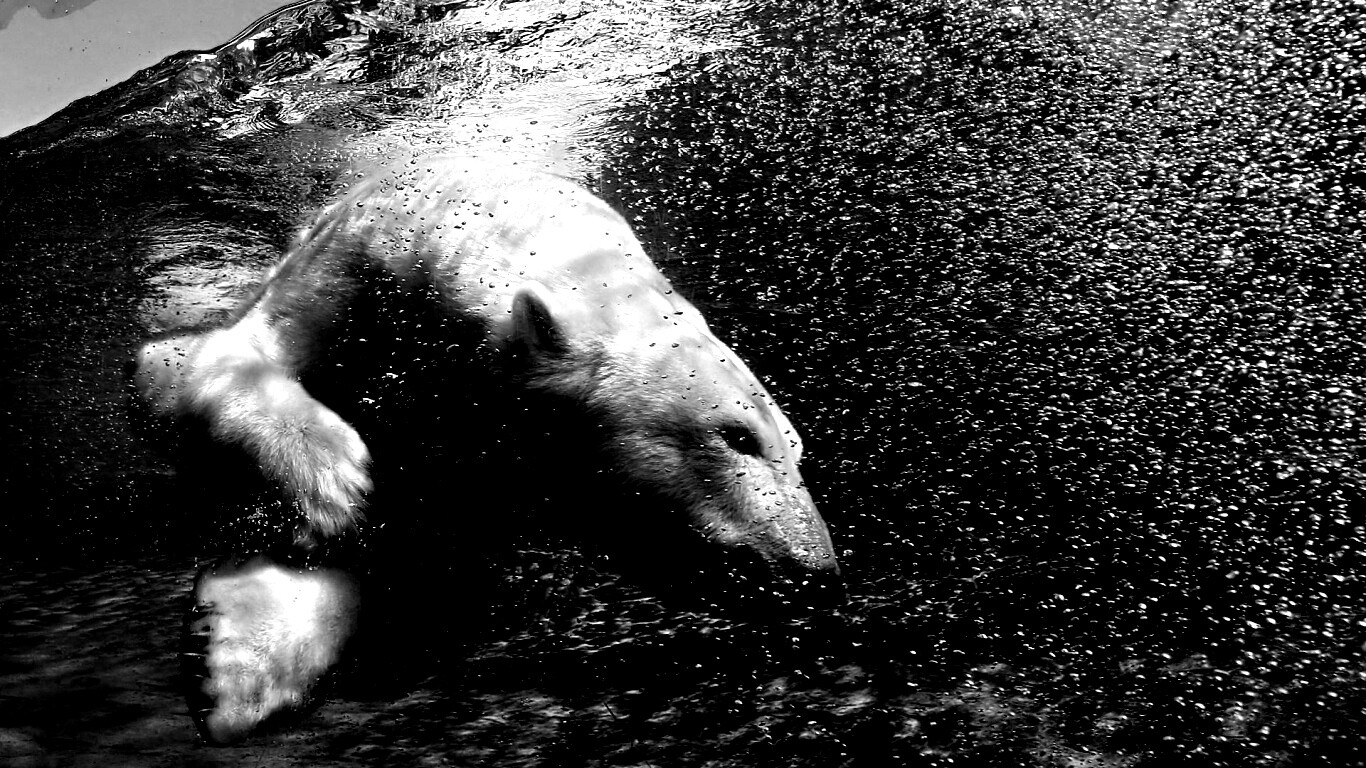 Нырнувший белый медведь обои