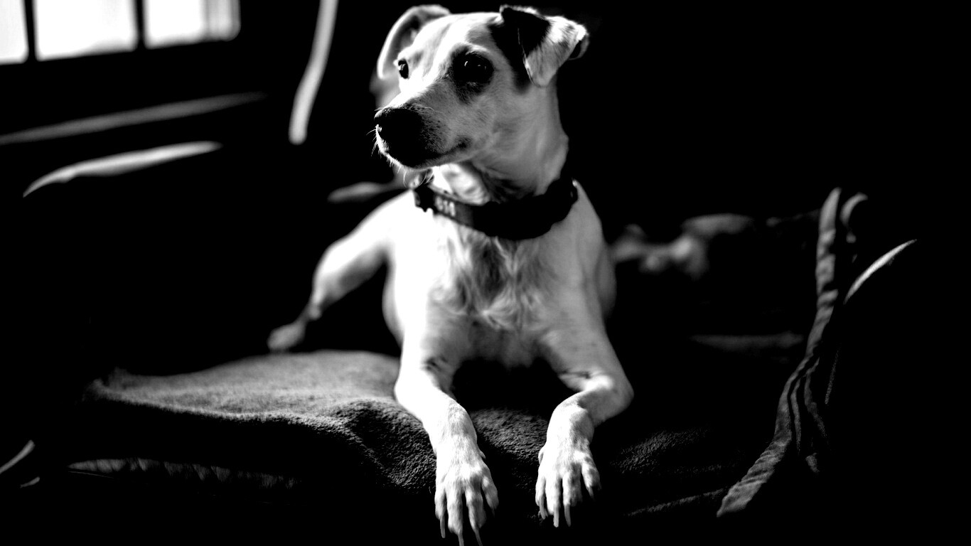 Собака на кресле обои