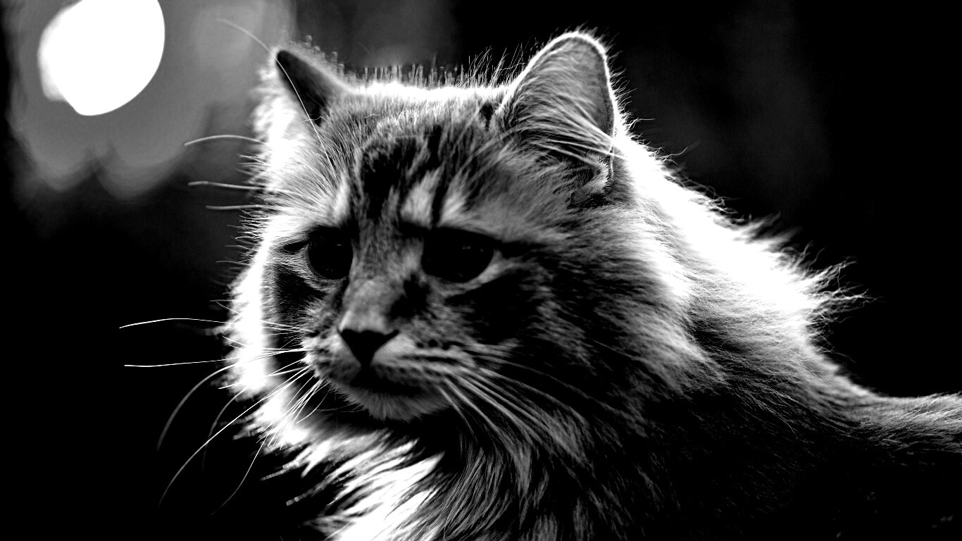 Рыжий кот в лучах солнца обои