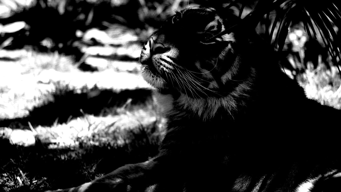 Отдыхающий в теньке хищник обои