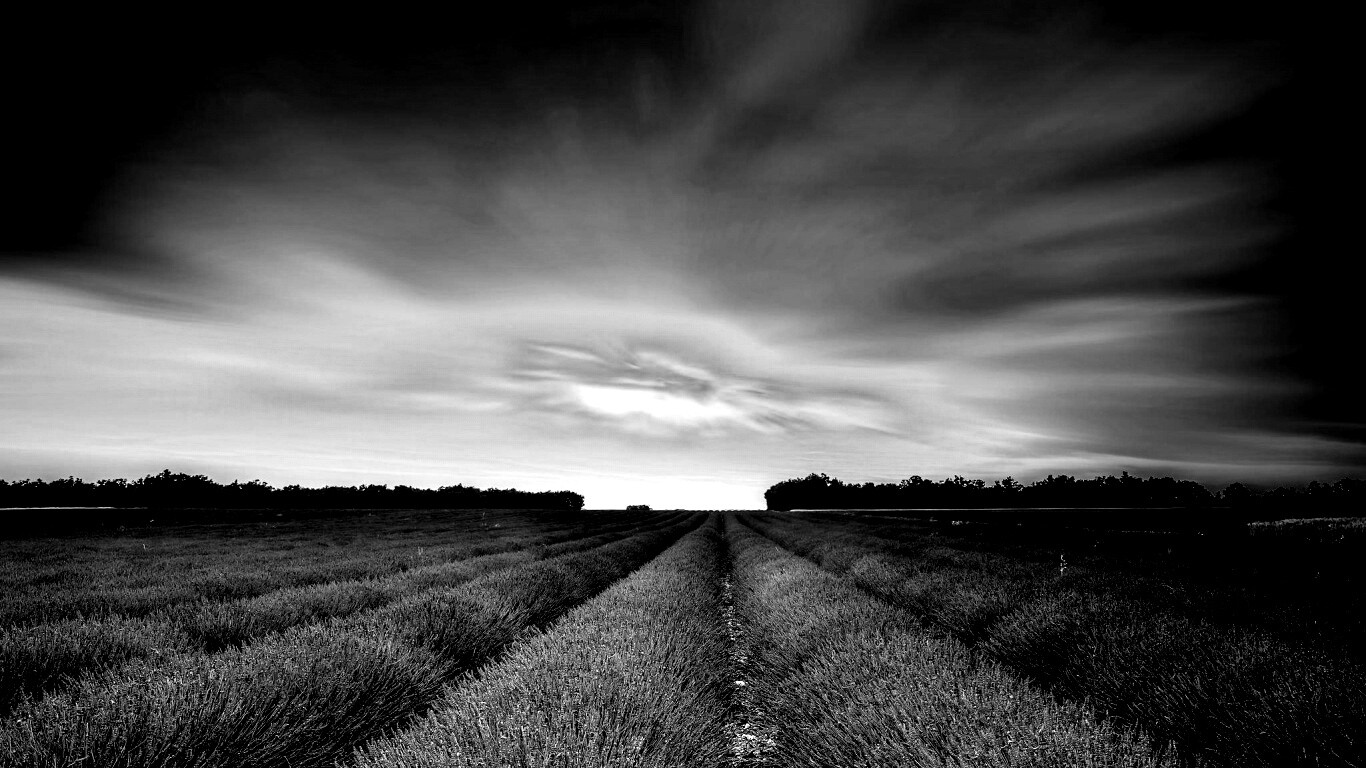 Поле фиолетовых цветов на закате обои