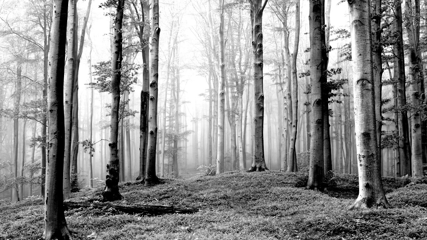 Опушка осинового леса обои