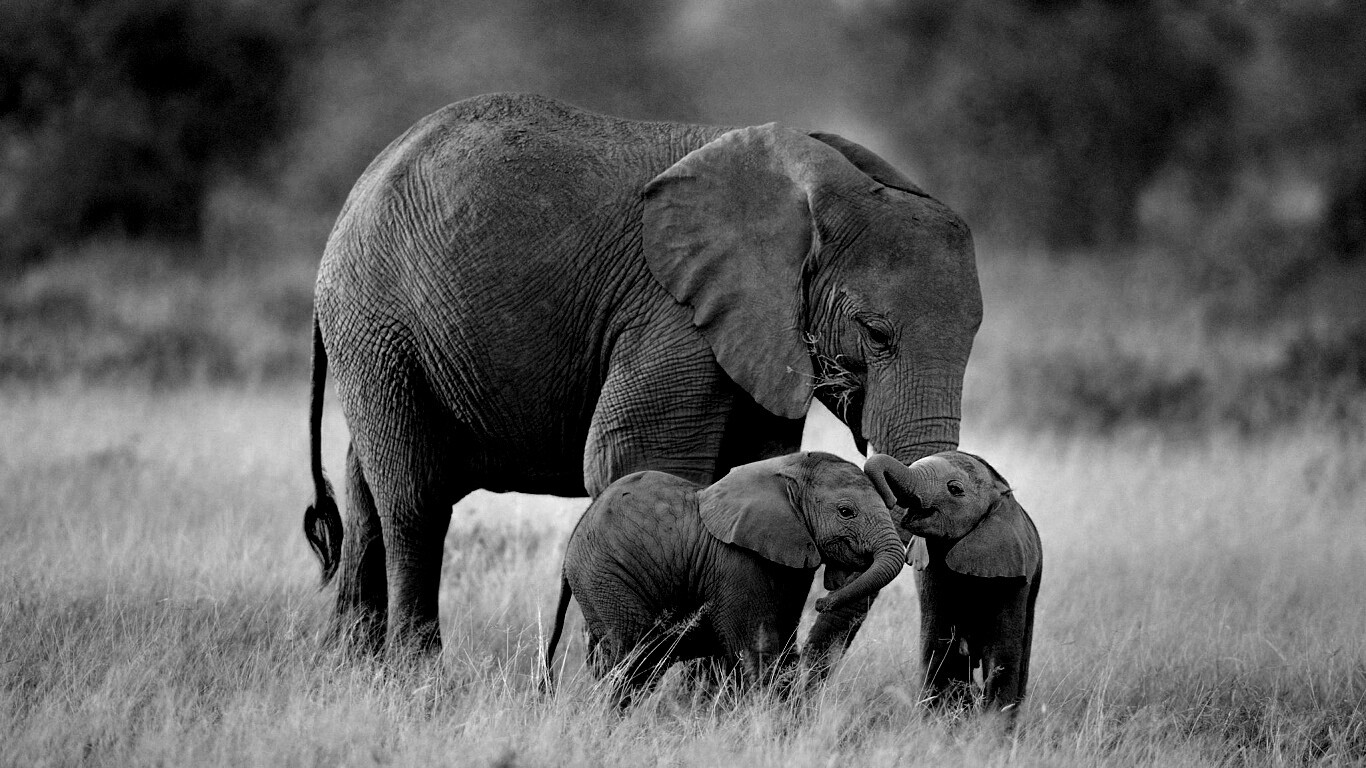 Слоны в национальном парке обои