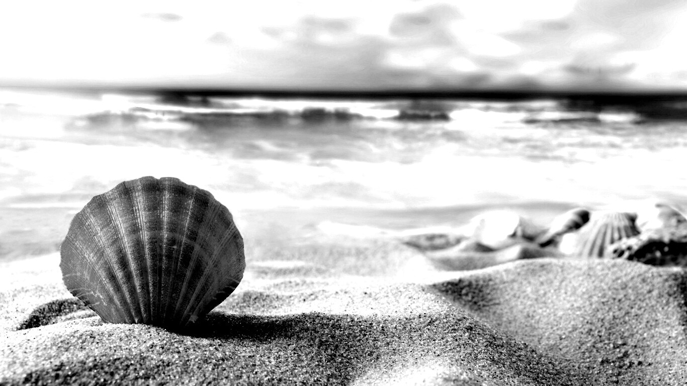 Раковина на летнем бережке обои