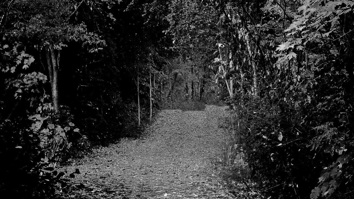 Дорожка в осеннем лесу обои