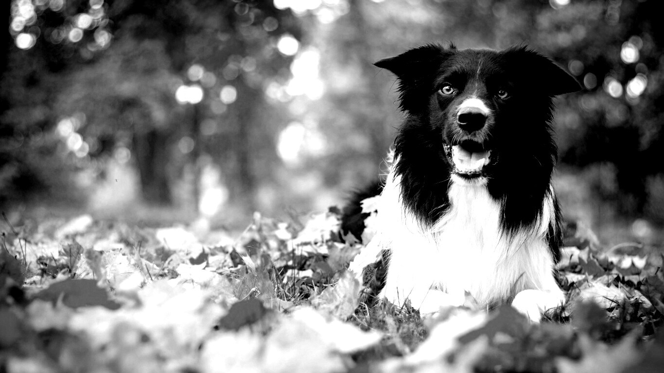 Пес среди листвы обои