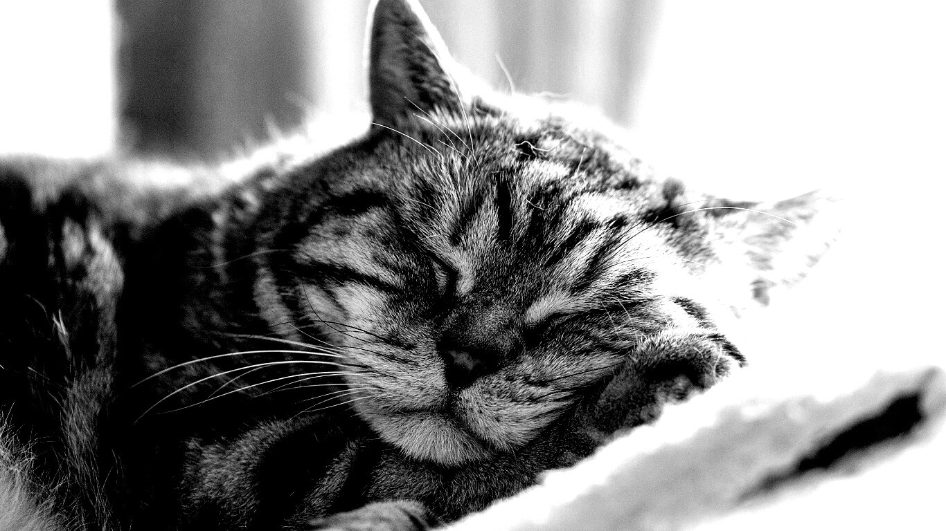 Спящий кошак обои