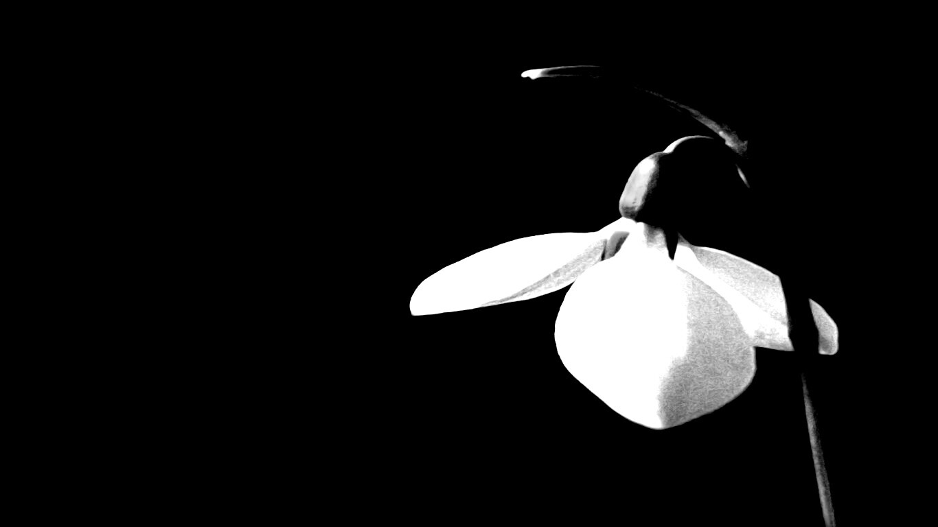 Белый цветок обои