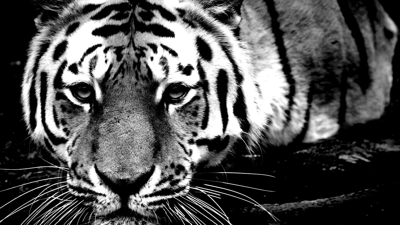 Купание тигра обои