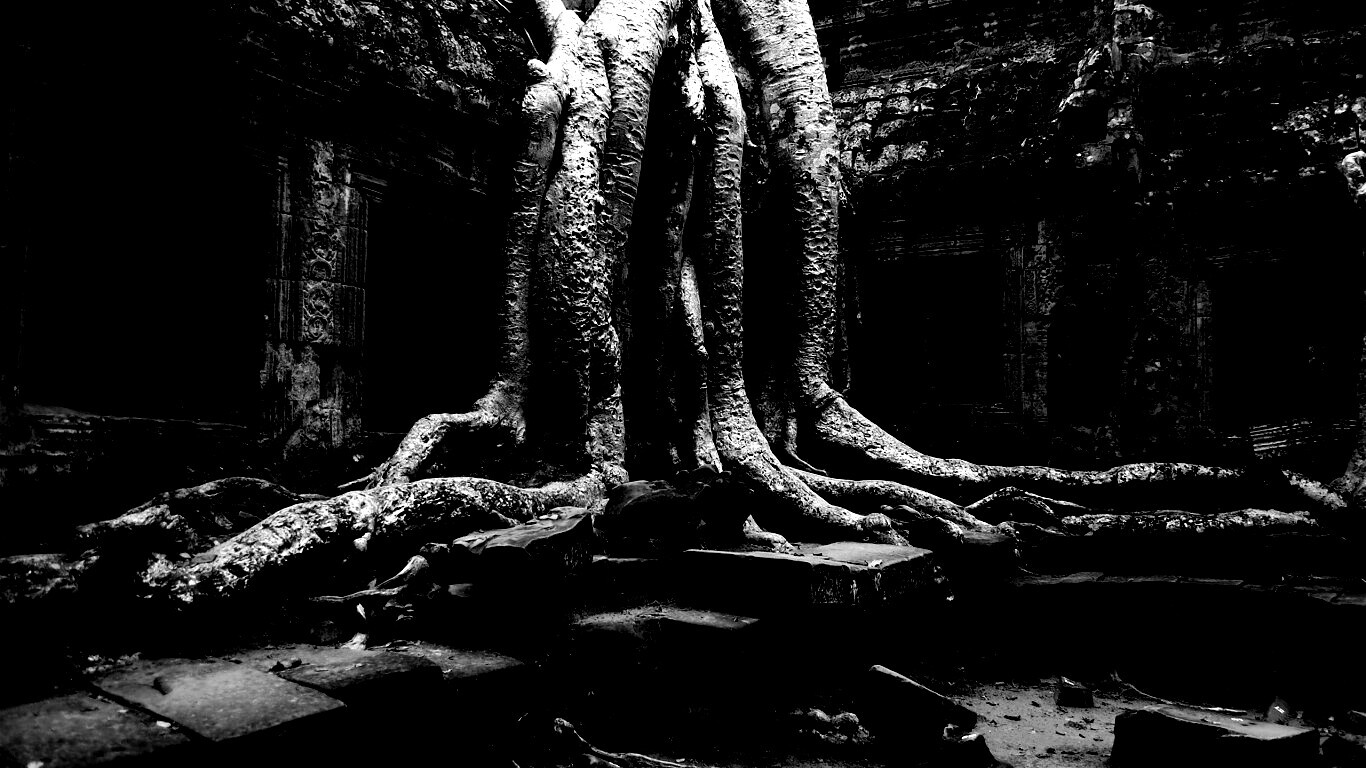 Мощные корни обои