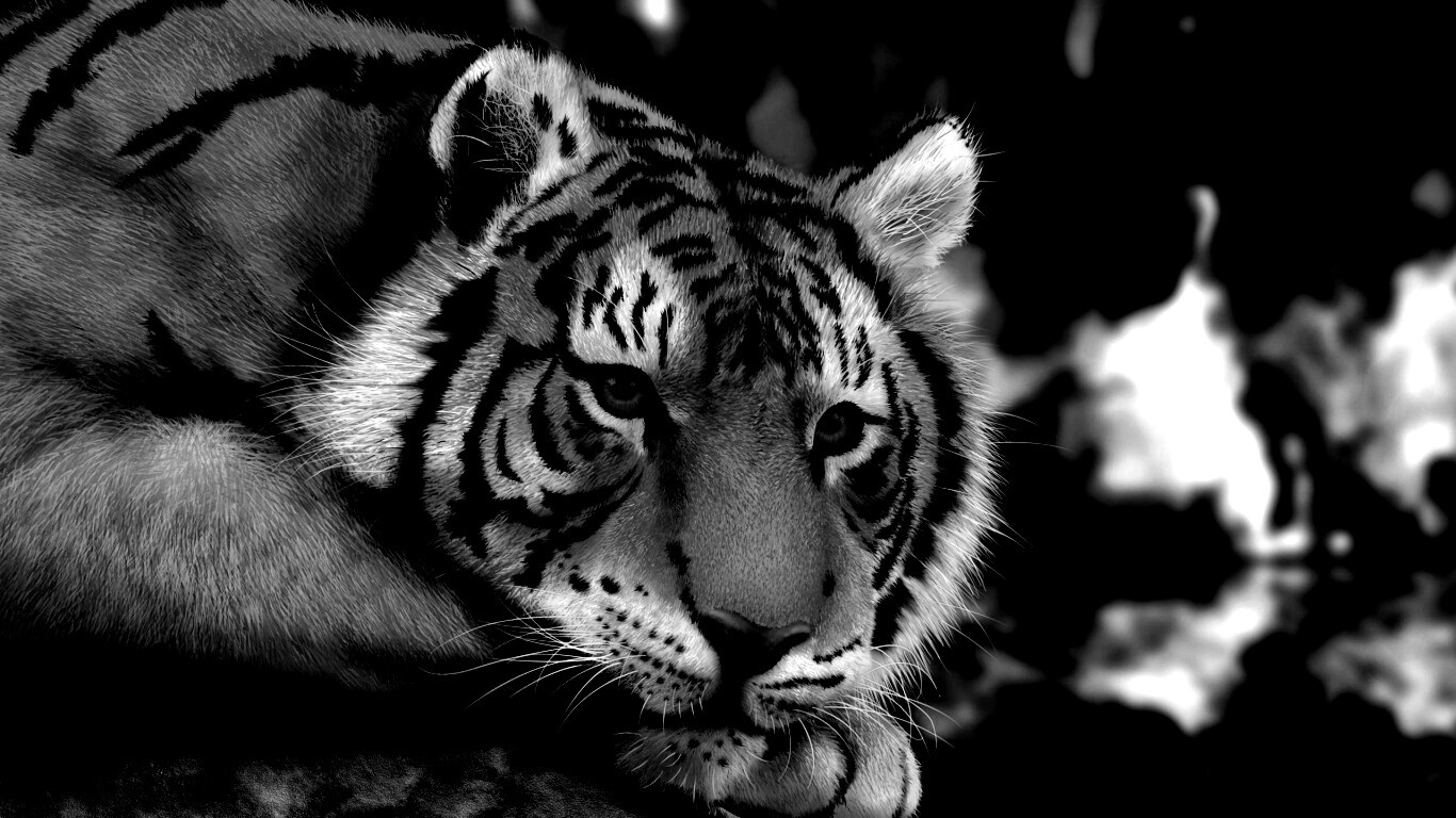 Грустный тигра обои