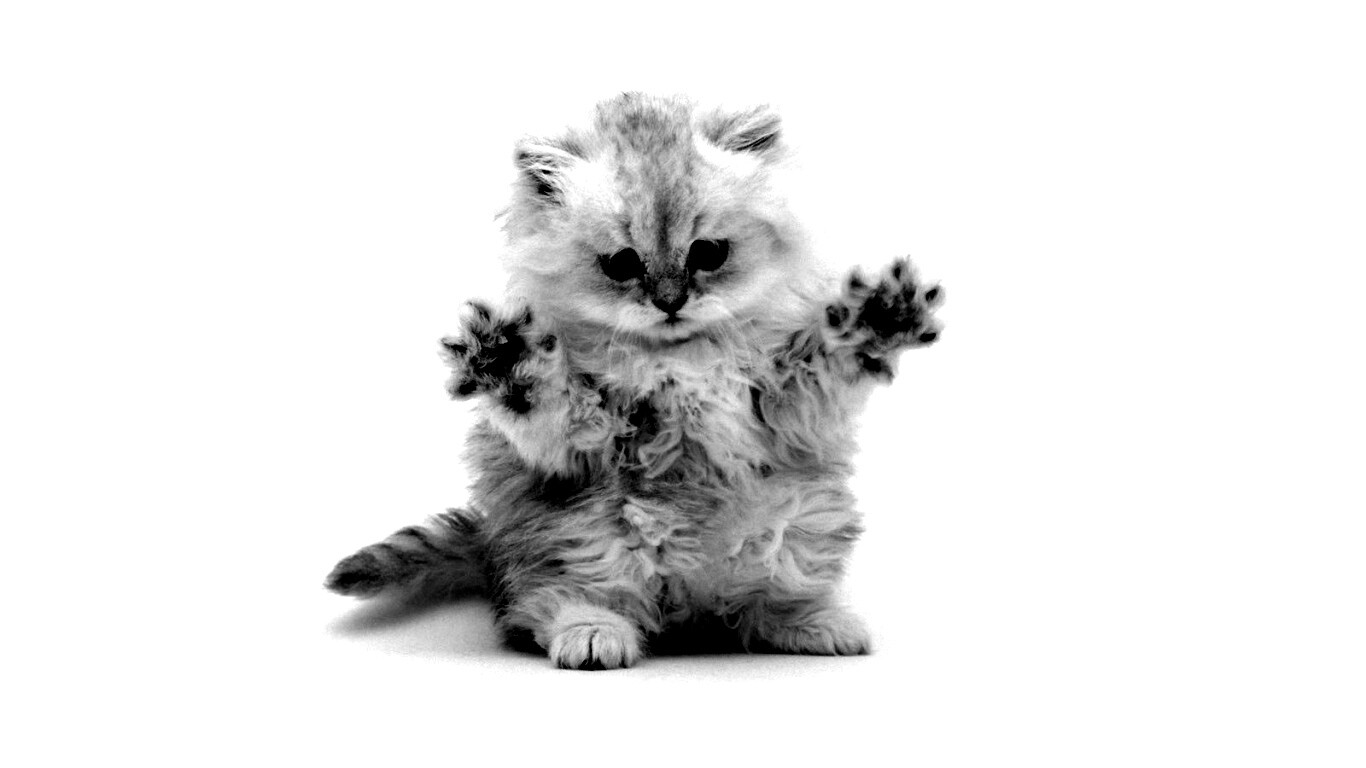 Милый котенок обои