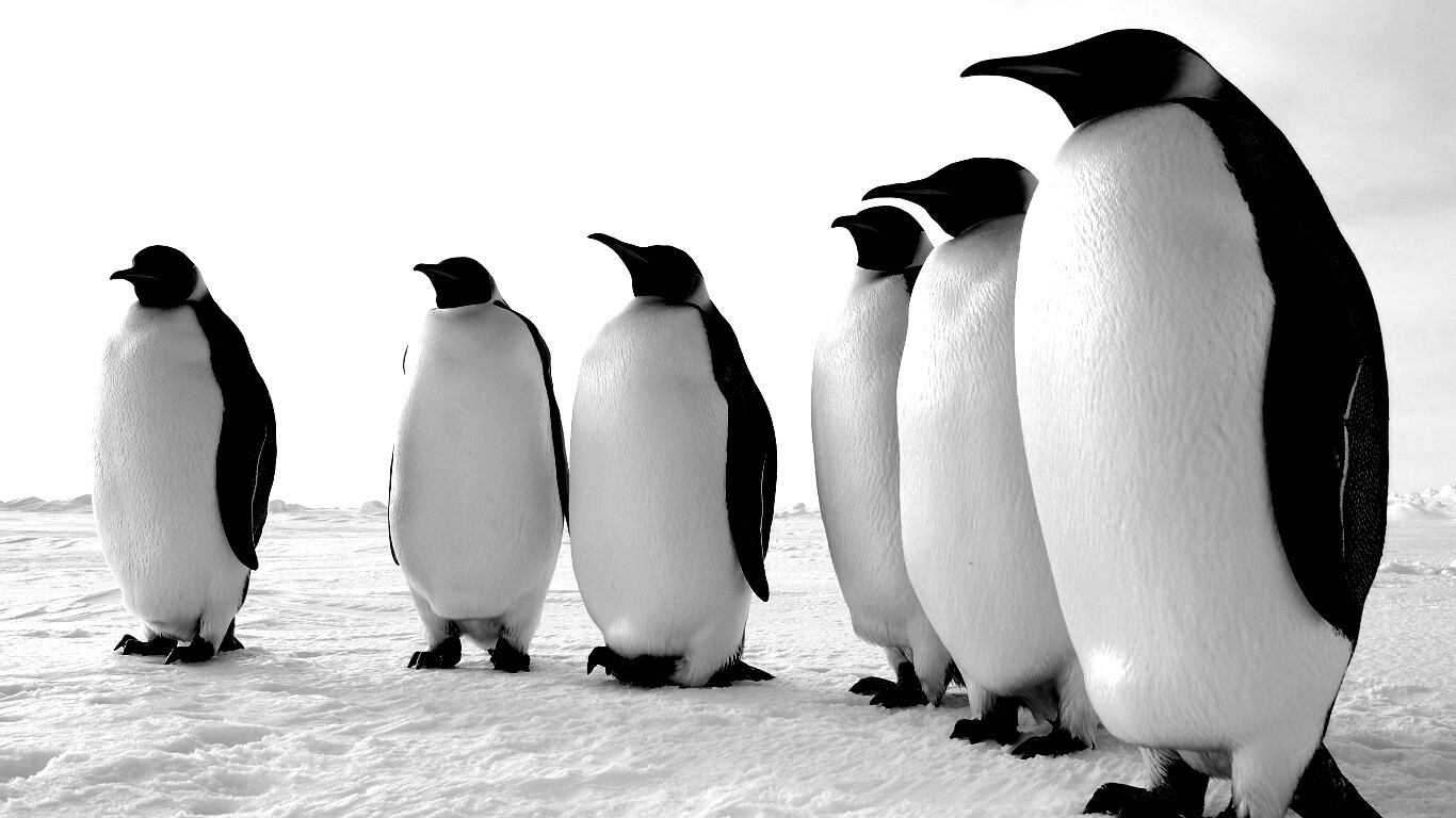 Слет пингвинов обои