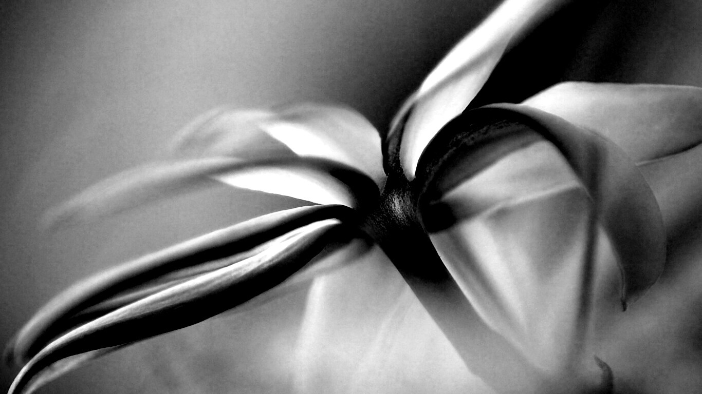 Цветок обои