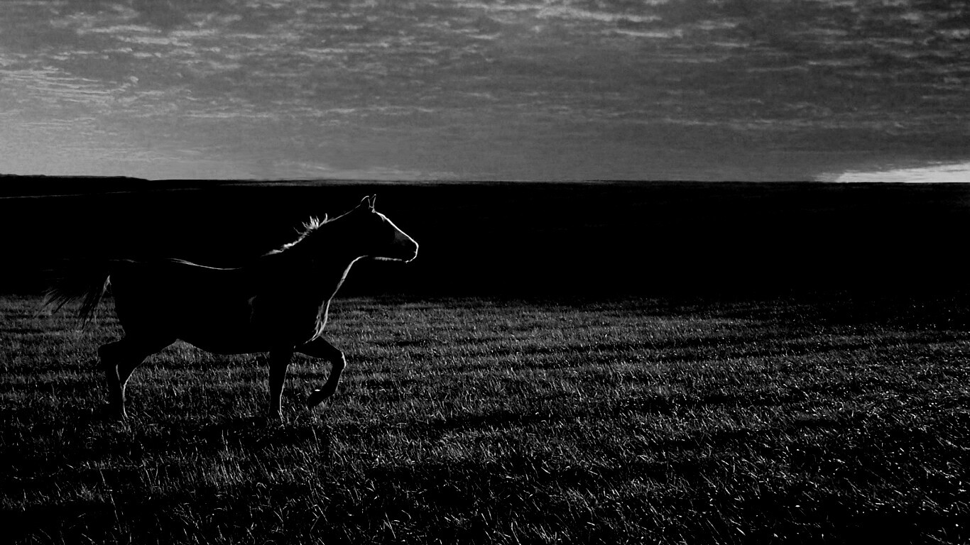 Мустанг обои