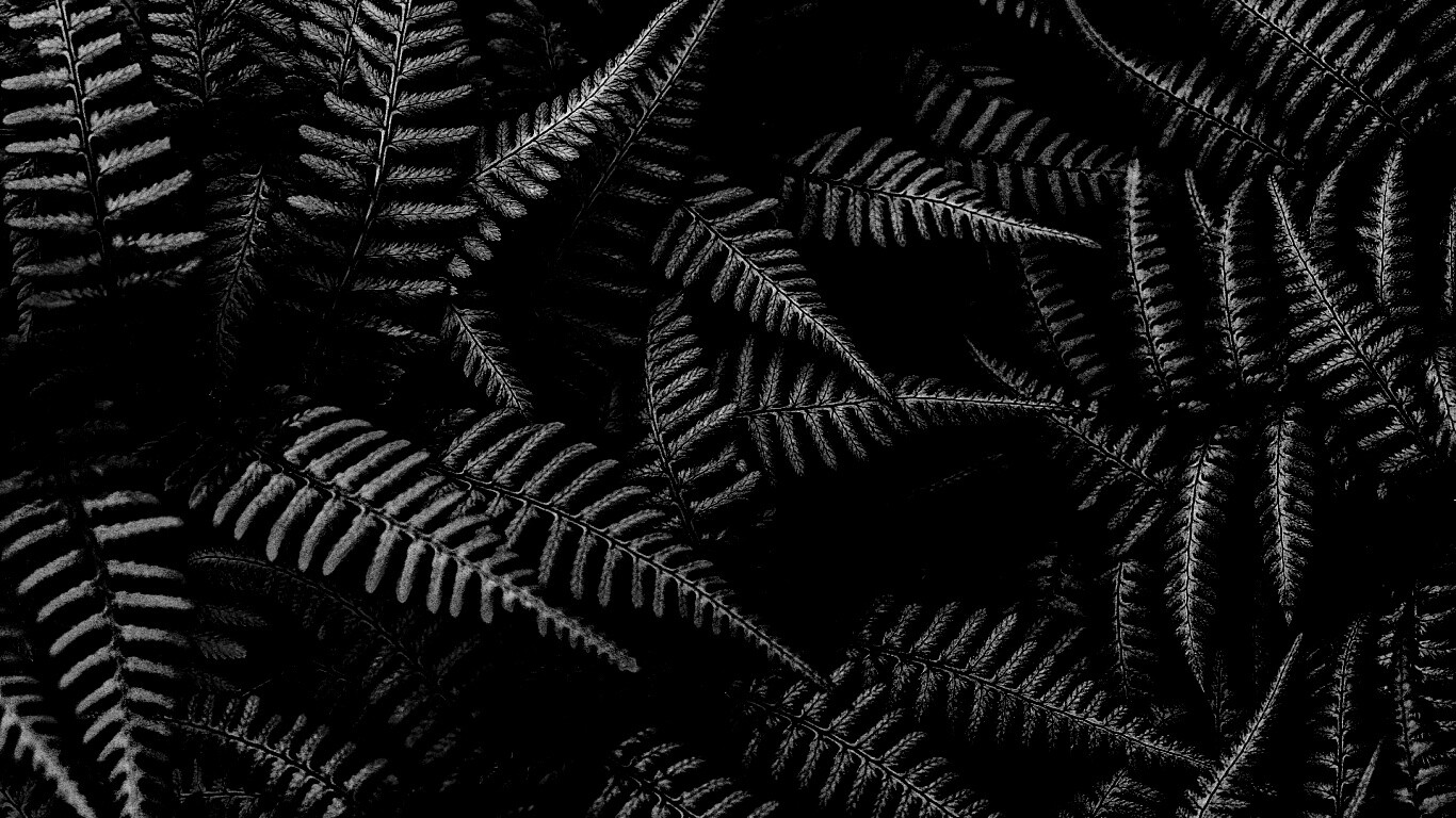 Папоротник обои