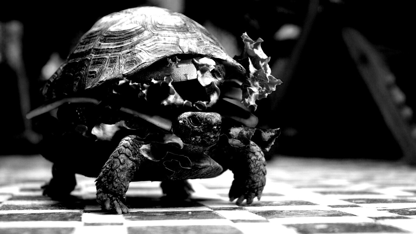 Черепахбургер обои
