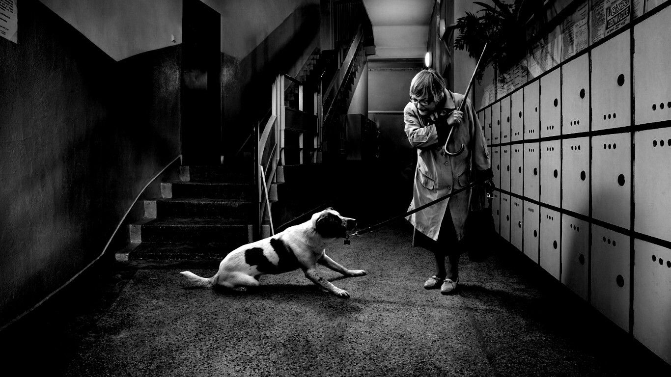 Непослушная собака обои