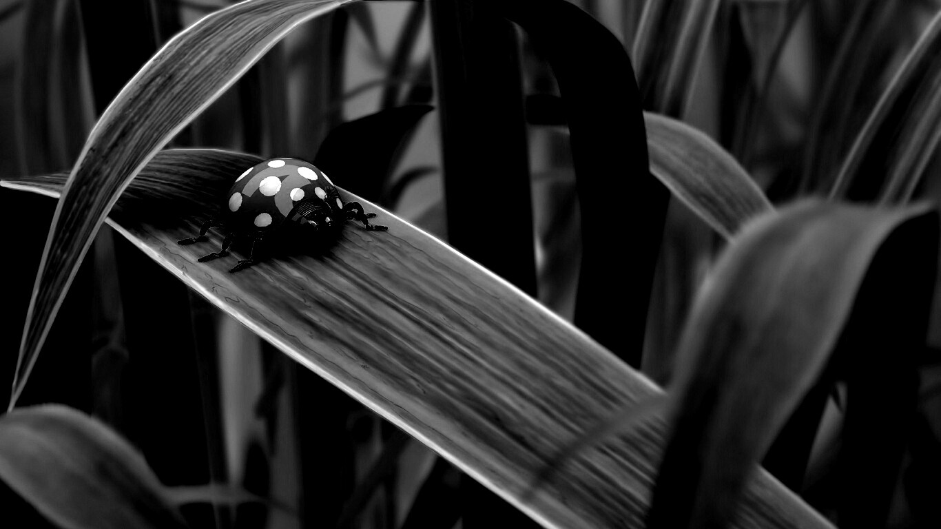 Милая божья коровка робот обои