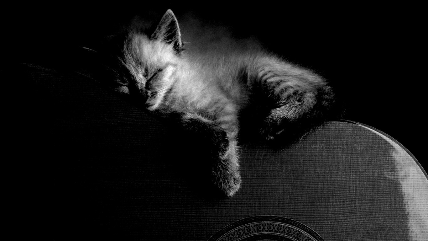 Котенок на гитаре обои