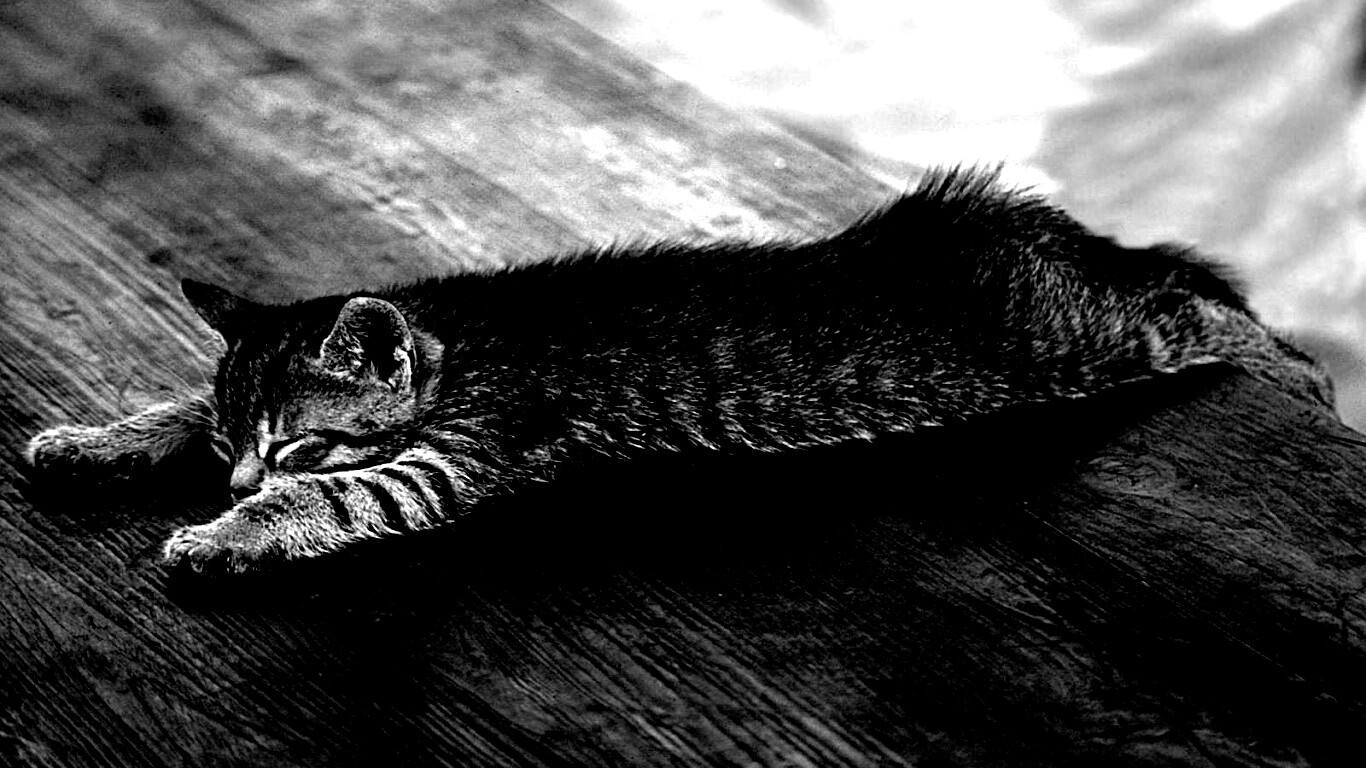 Растянувшийся кошара обои