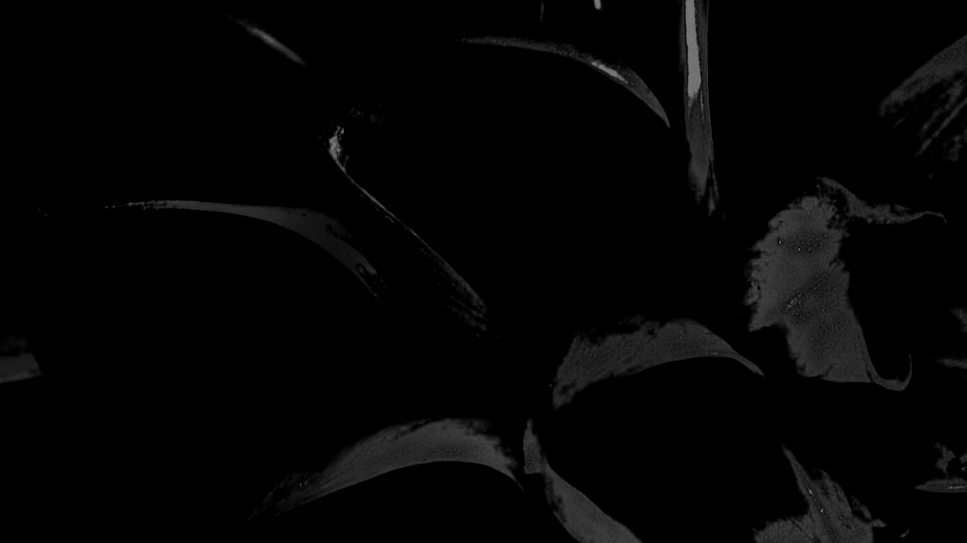 Лепестки обои